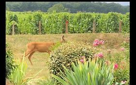 Avre De Paix Au Milieu Des Vignes
