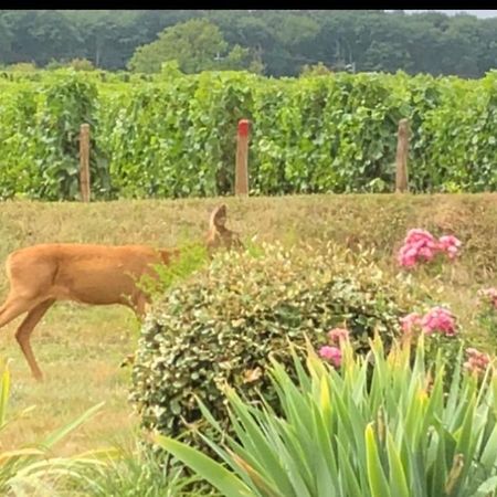Appartamento Avre De Paix Sancerrois Thauvenay Esterno foto