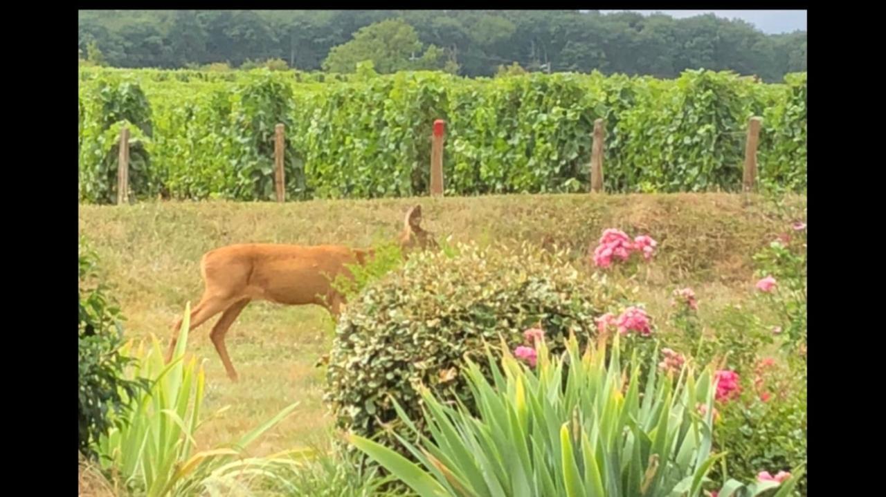Appartamento Avre De Paix Sancerrois Thauvenay Esterno foto